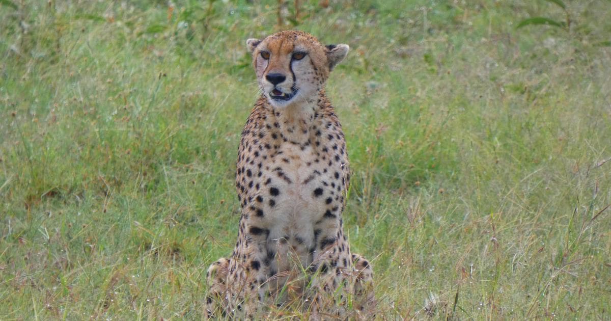 Otro guepardo en Masai Mara