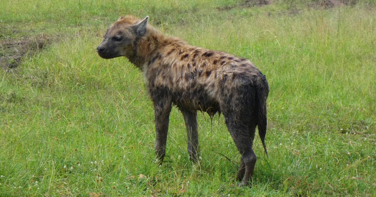 Una vez terminado el baño de barro, la hiena seguro que fue a quitarle la caza a alguien