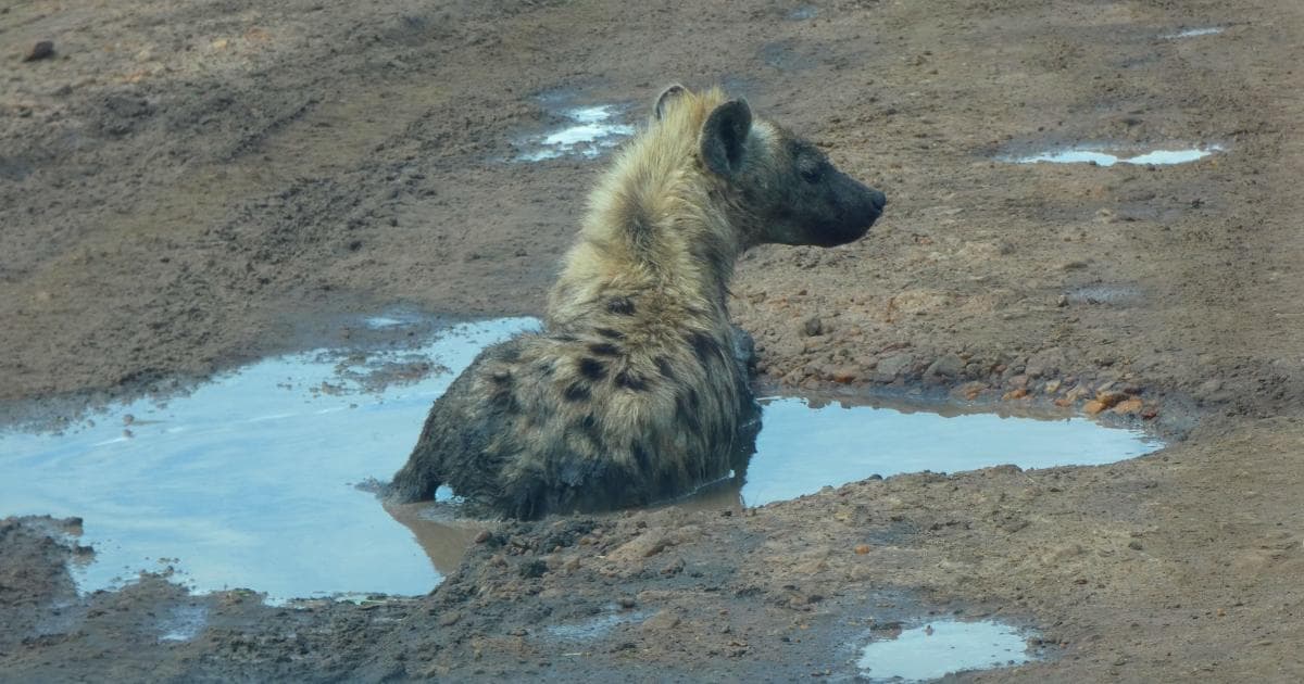 Esta hiena estaba en la pista principal dándose un baño de barro