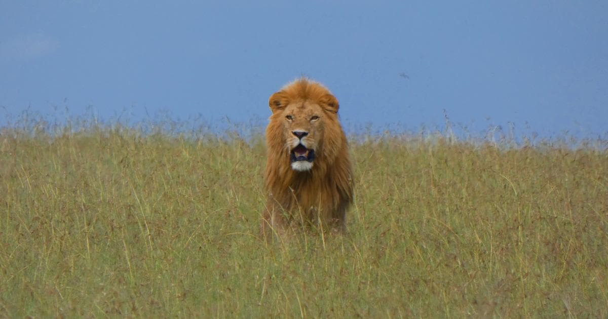 No hemos visto tantos leones en ningún otro parque africano