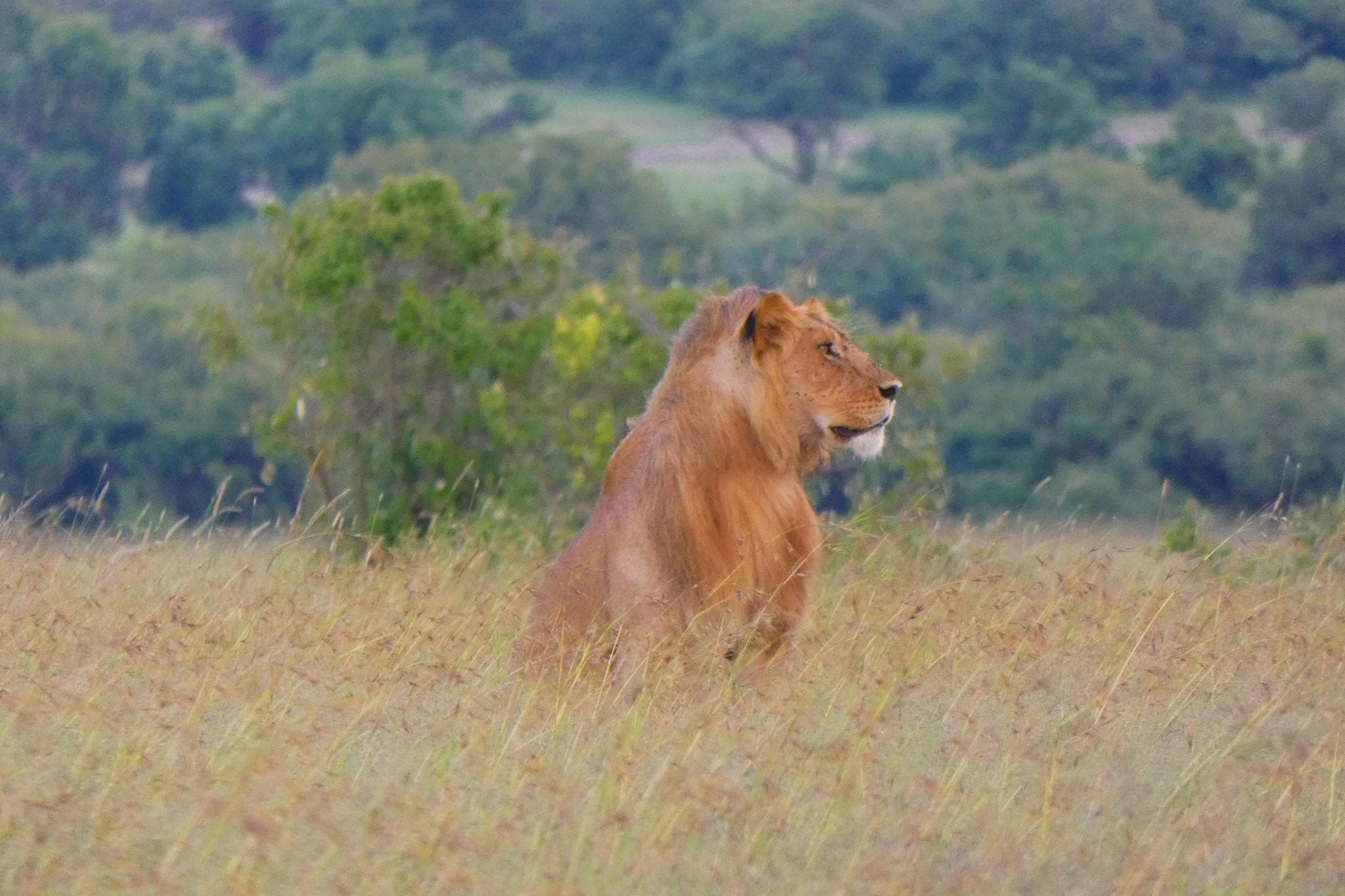 Masai Mara, ¡más felinos!