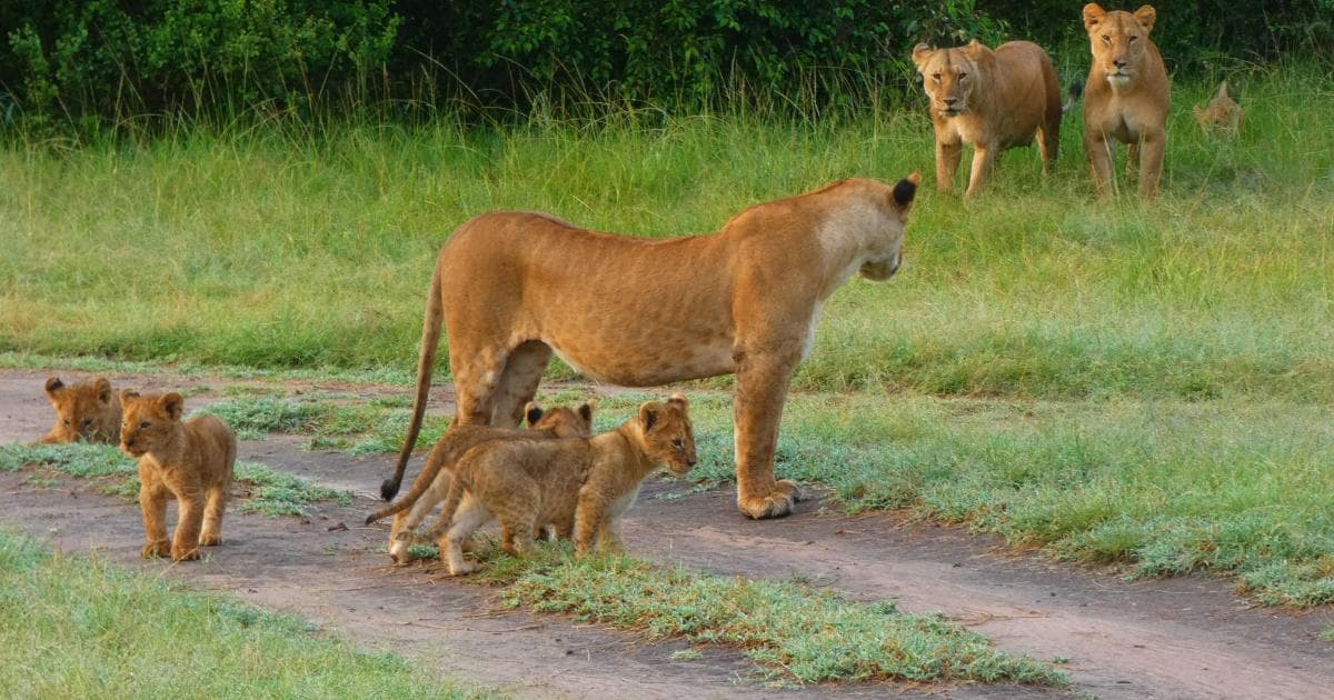 ¡Por fin, la gran familia leonil!