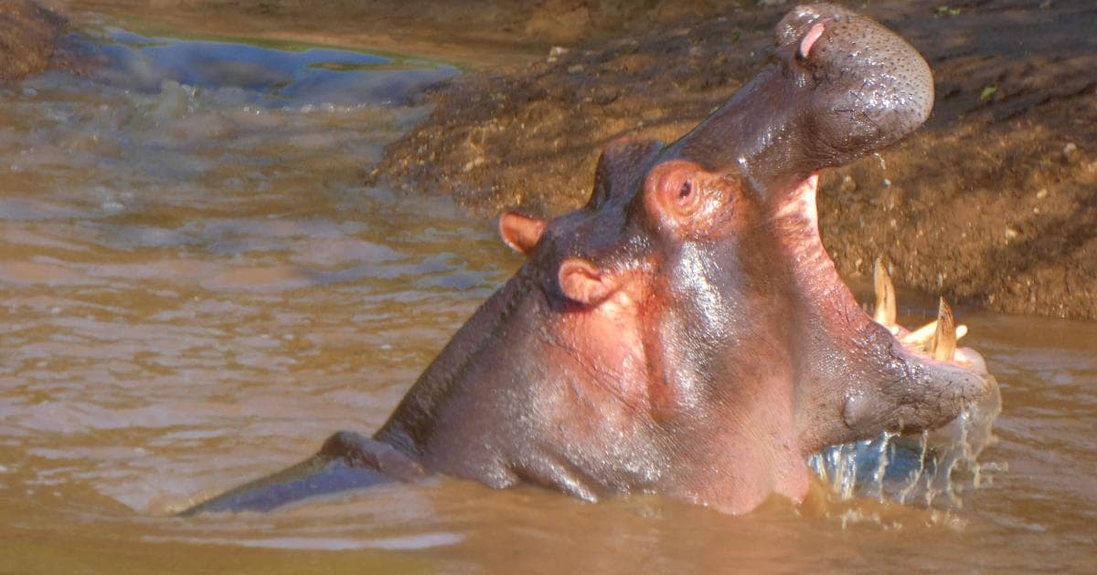 El río estaba lleno de hipopótamos