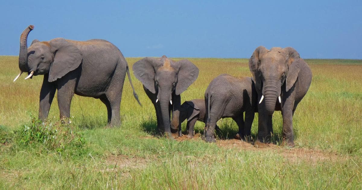 Otro grupito de elefantes