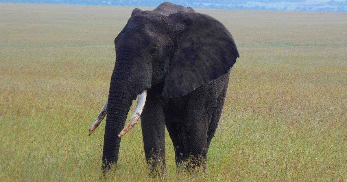 Elefante solitario en Masai Mara