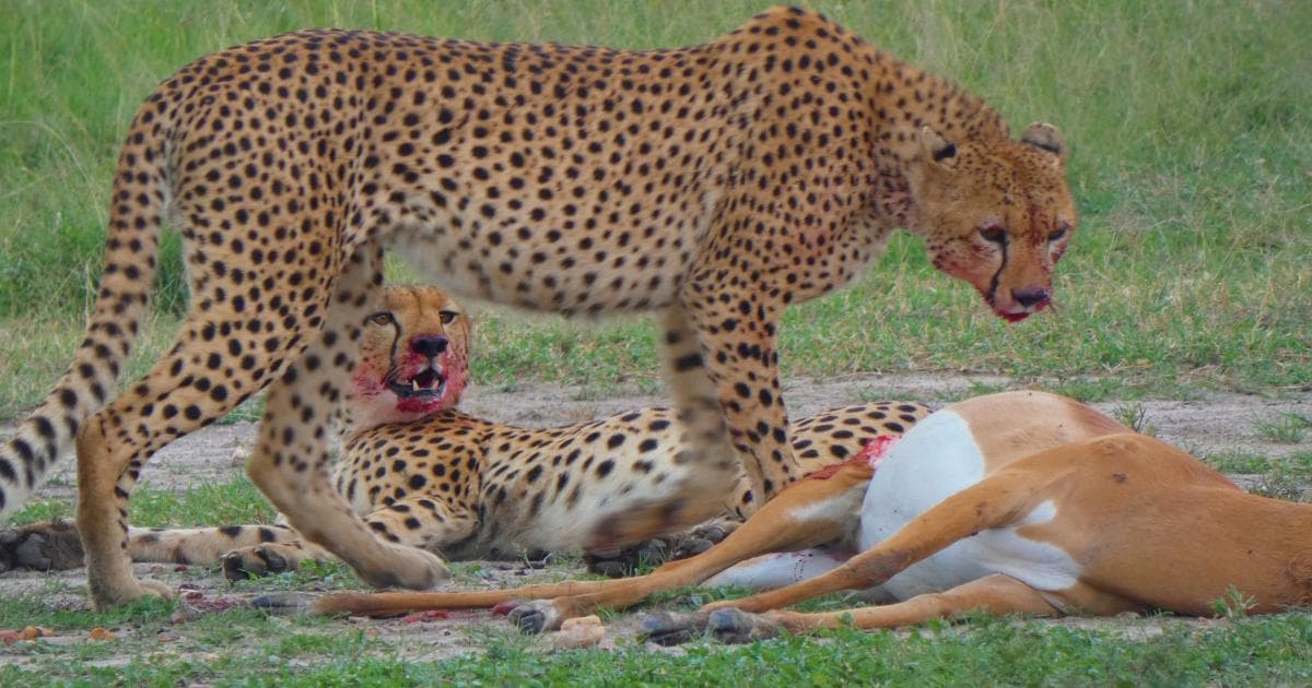 Guepardos degustando un impala en Masai Mara