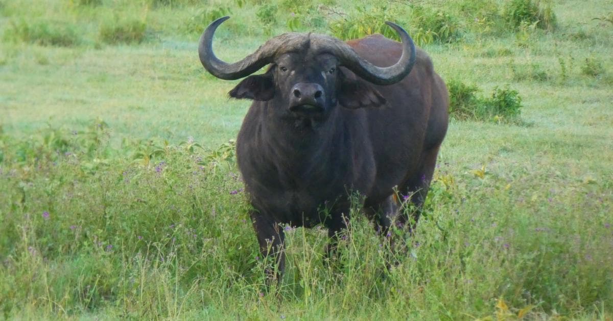 Este búfalo quería un primer plano