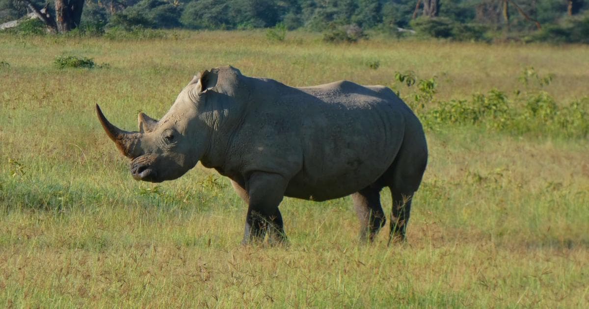 En el Lago Nakuru hay muchísimos rinocerontes