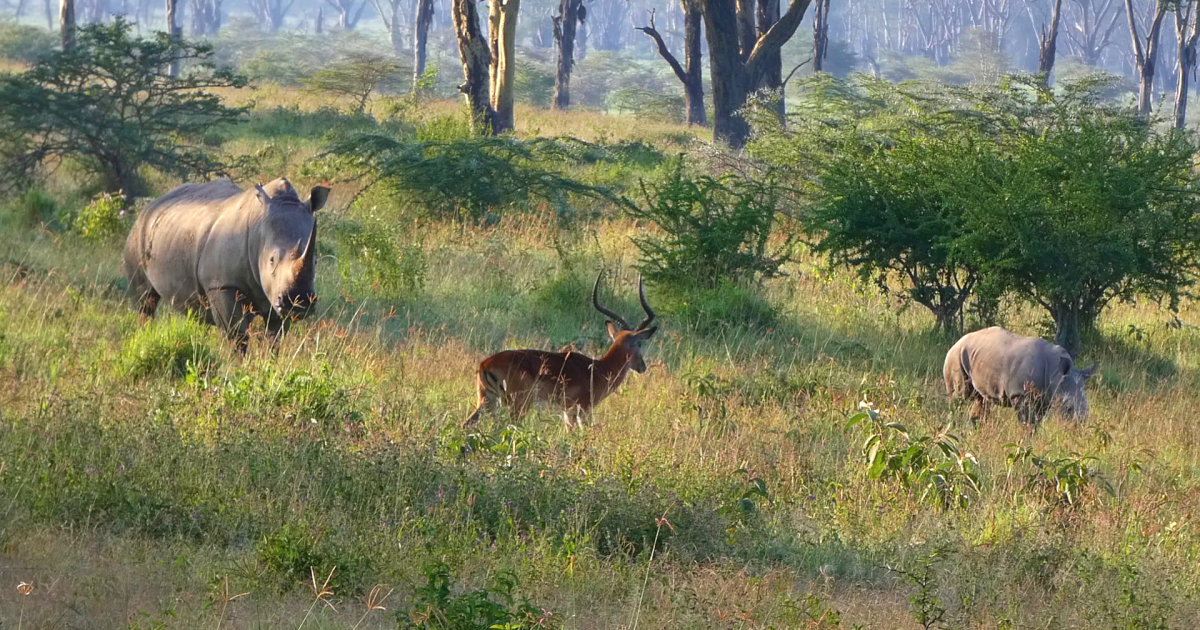 Rinocerontes, madre y cría en el Lago Nakuru