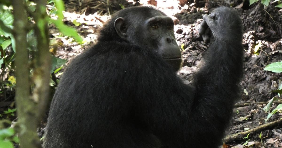 Más chimpancés en la Garganta Kyambura