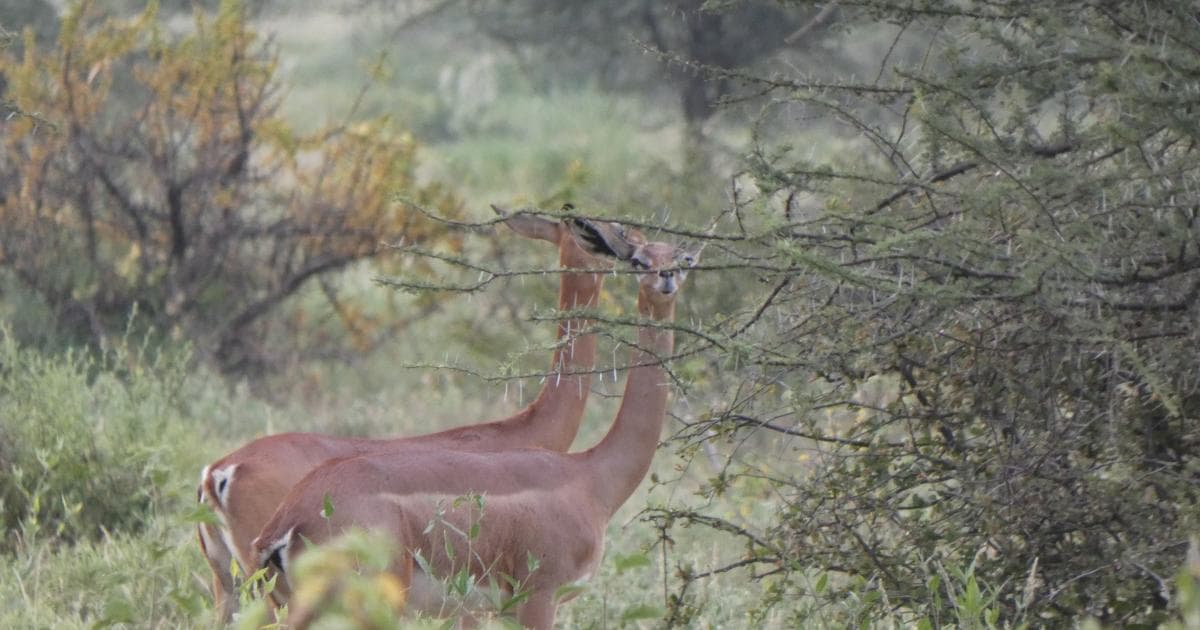 Gerenuks o gacelas jirafa en la Reserva de Samburu