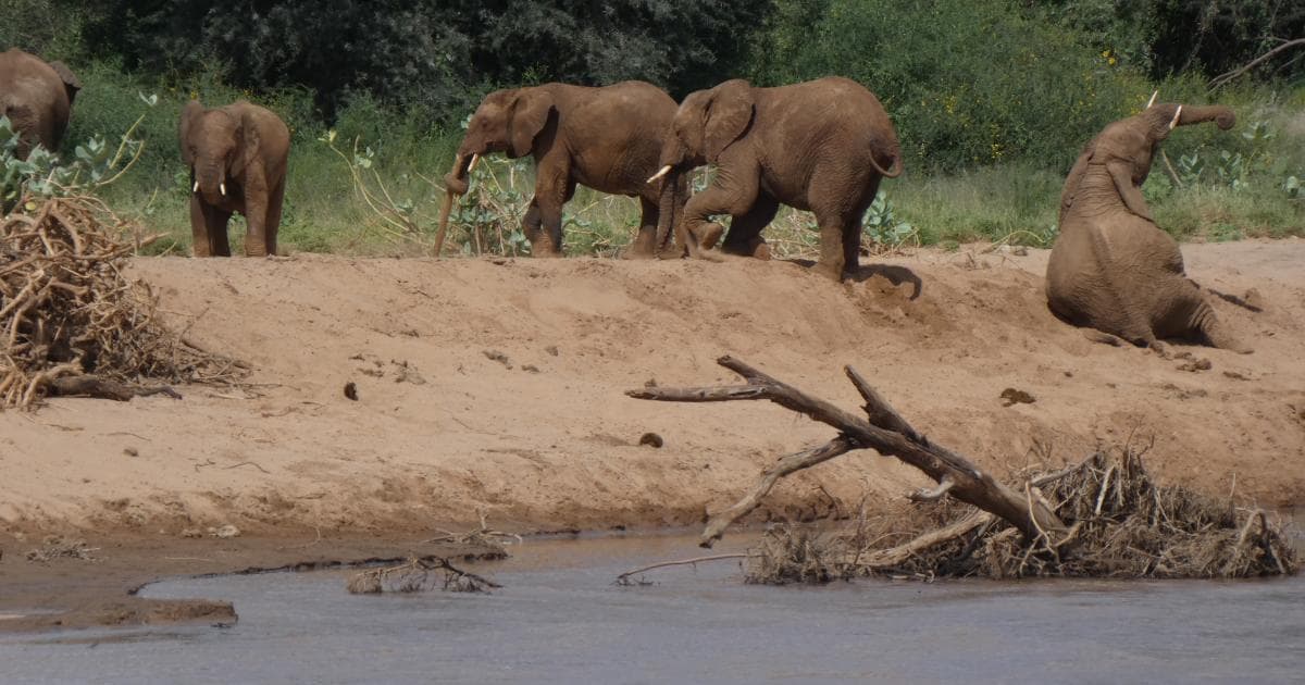 Los elefantes de Samburu en pleno tratamiento de Span en el Ewaso Ngiro