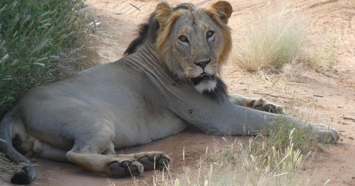 Este león de Samburu no tenía una melena muy abundante
