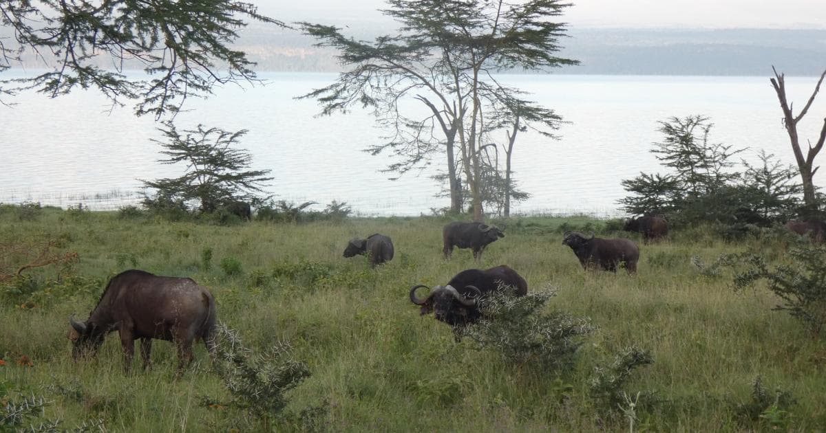 Búfalos madrugadores frente al Lago Nakuru