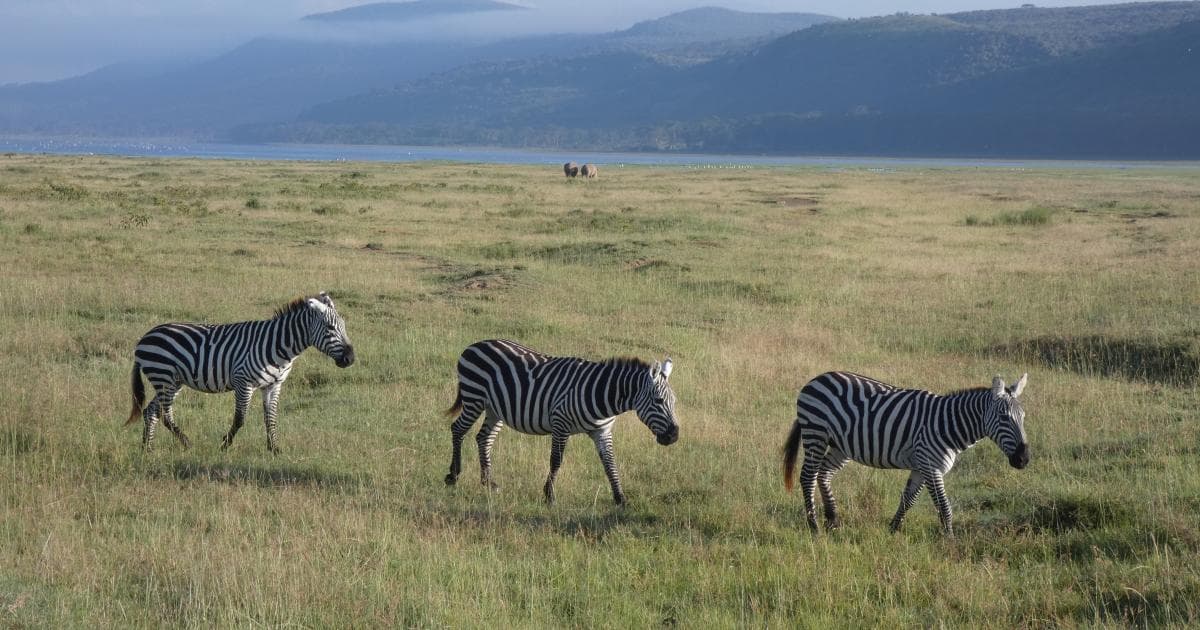 Cebras con el Lago Nakuru de fondo