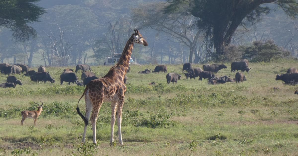 Las jirafas del Lago Nakuru son distintas a las de la Reserva de Samburu