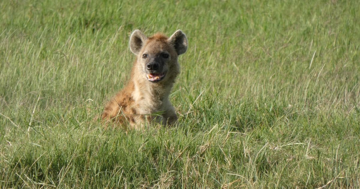 Una hiena alerta en el Lago Nakuru