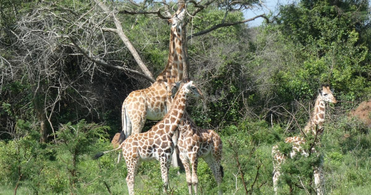 Girafas en el Lago Mburo
