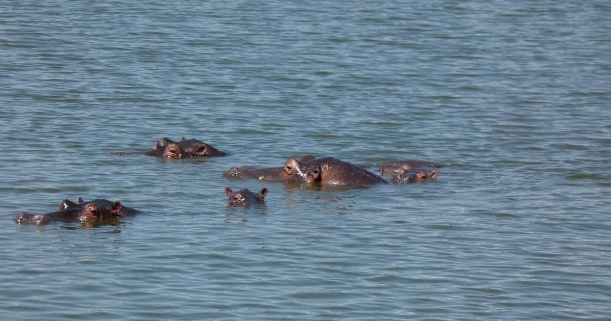 Hipopótamos en el Lago Mburo