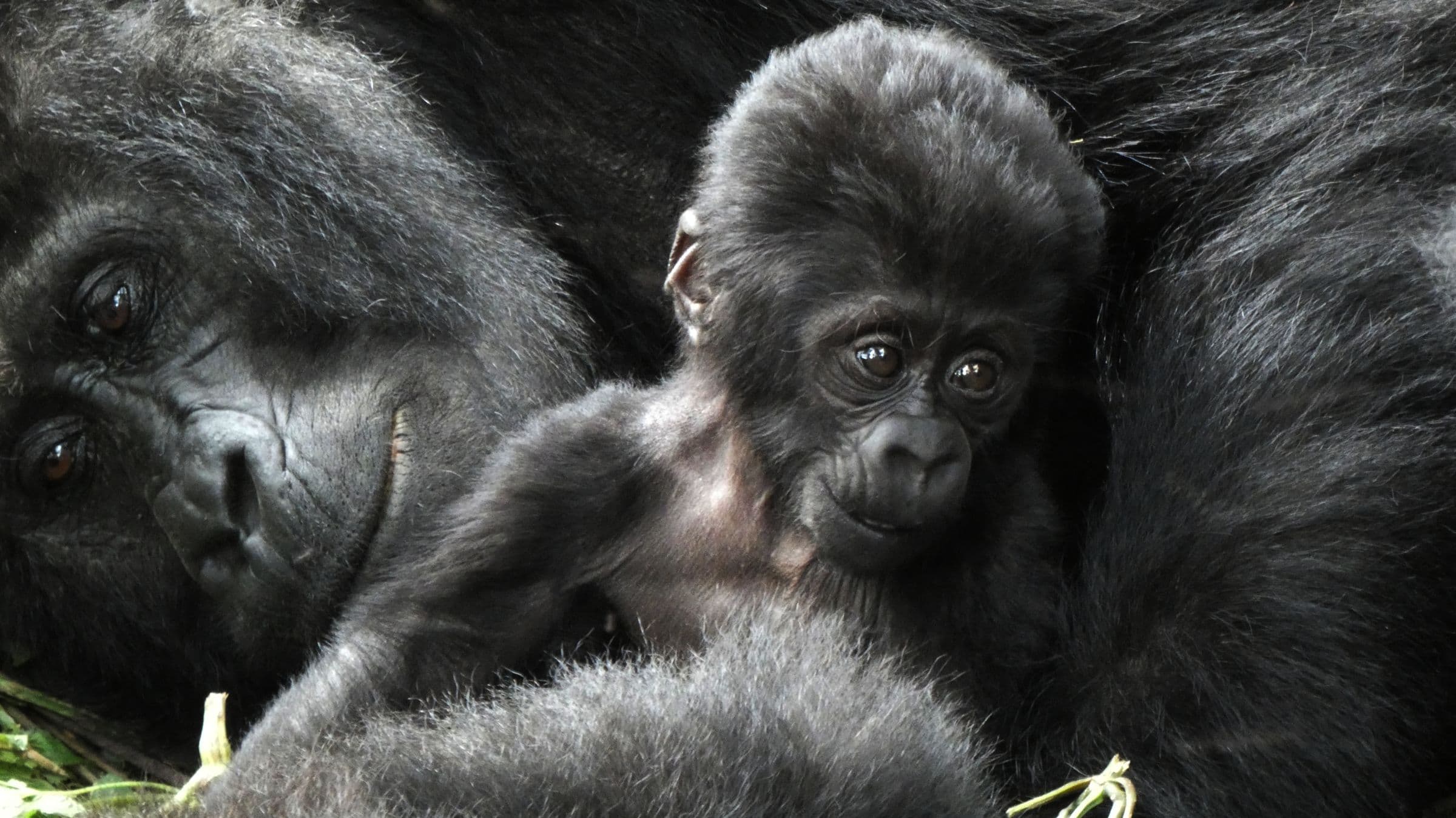 Día 5: Visita a la familia Mukiza de gorilas de montaña en Bwindi Impenetrable Forest