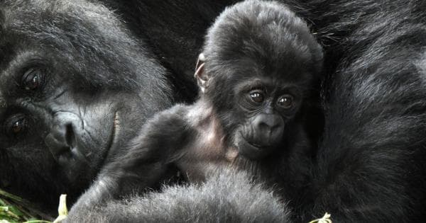 Día 5: Visita a la familia Mukiza de gorilas de montaña en Bwindi Impenetrable Forest