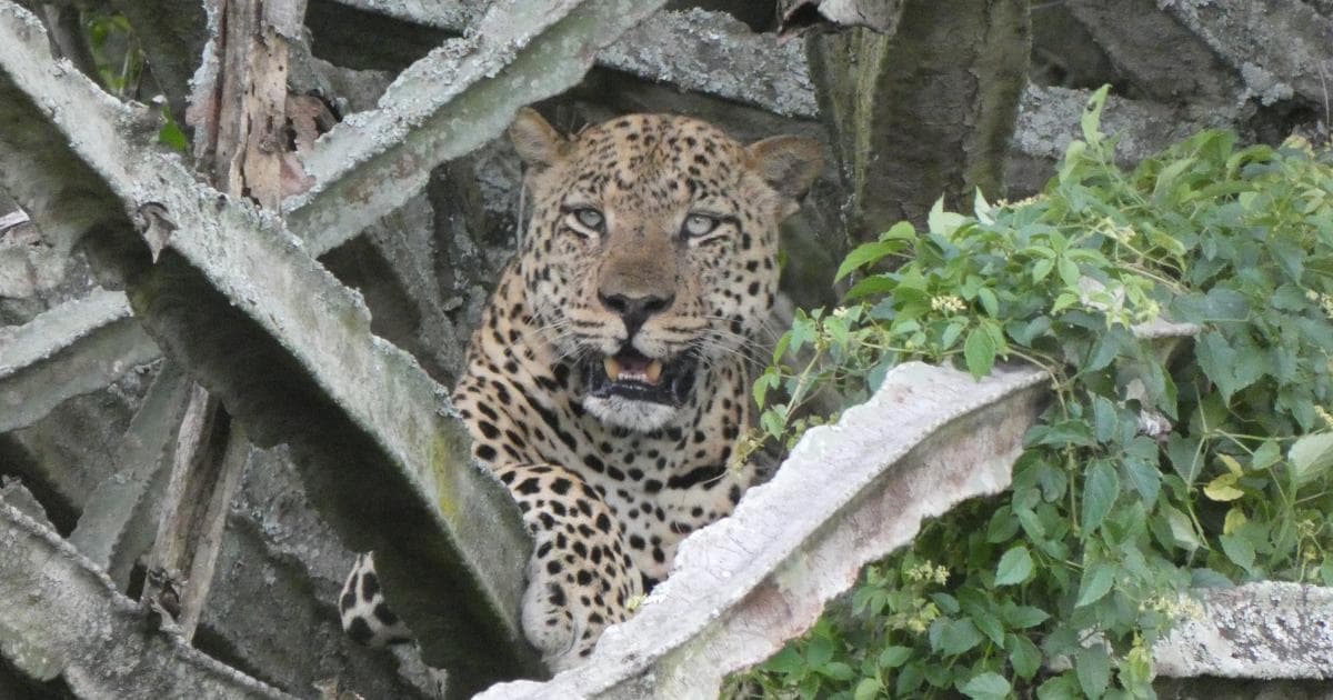 No esperábamos encontrarnos con tantos leopardos en el Queen Elizabeth