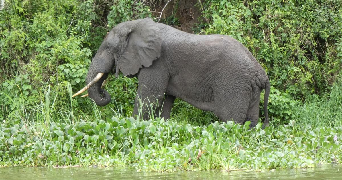 Un elefante macho solitario comiendo a orillas del lago