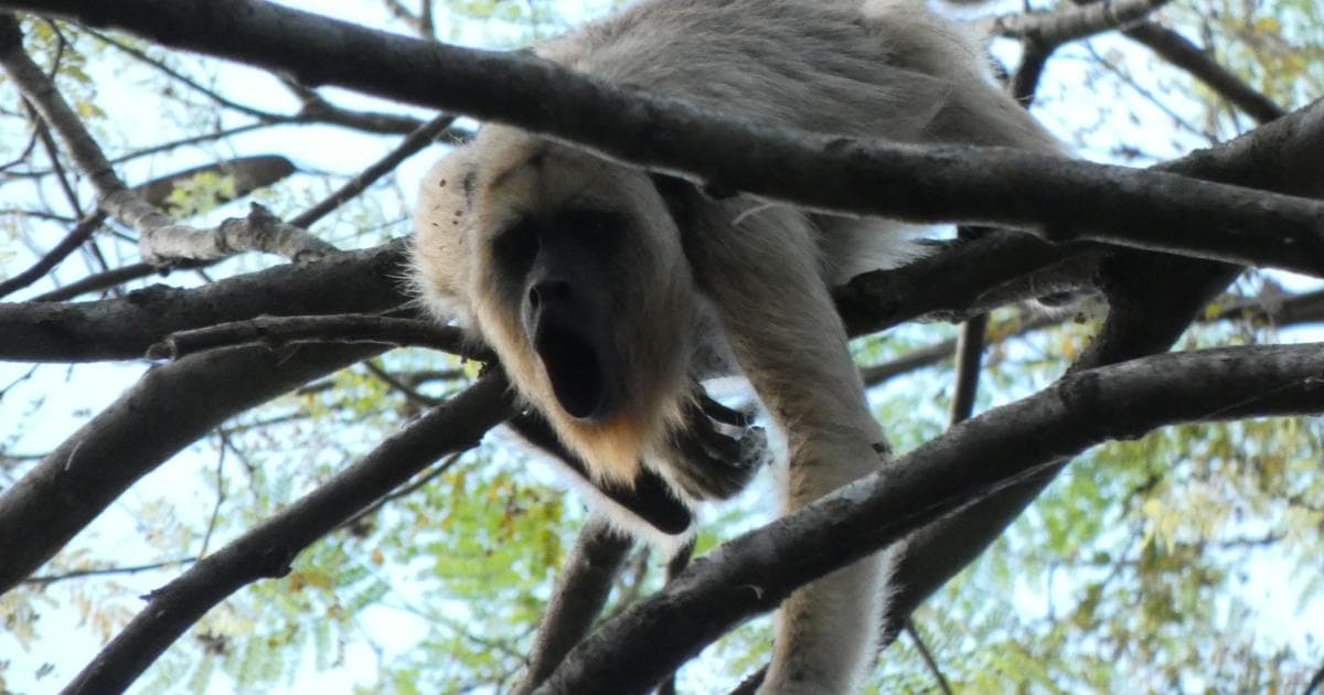 Mono Aullador en el Camping Baía de Aquidauana