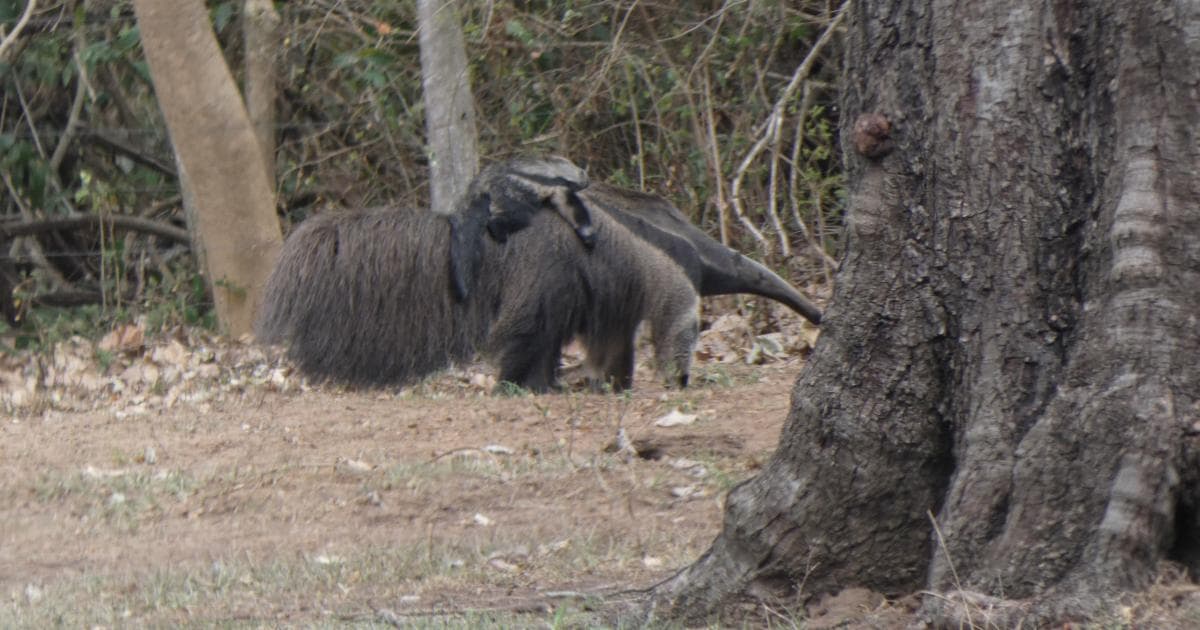 Un oso hormiguero con su cría en la pista de Aquidauana