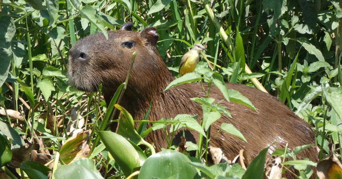 Un capibara en el río Miranda