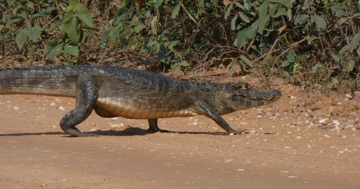Un caimán bien alimentado cruzando la Transpantaneira