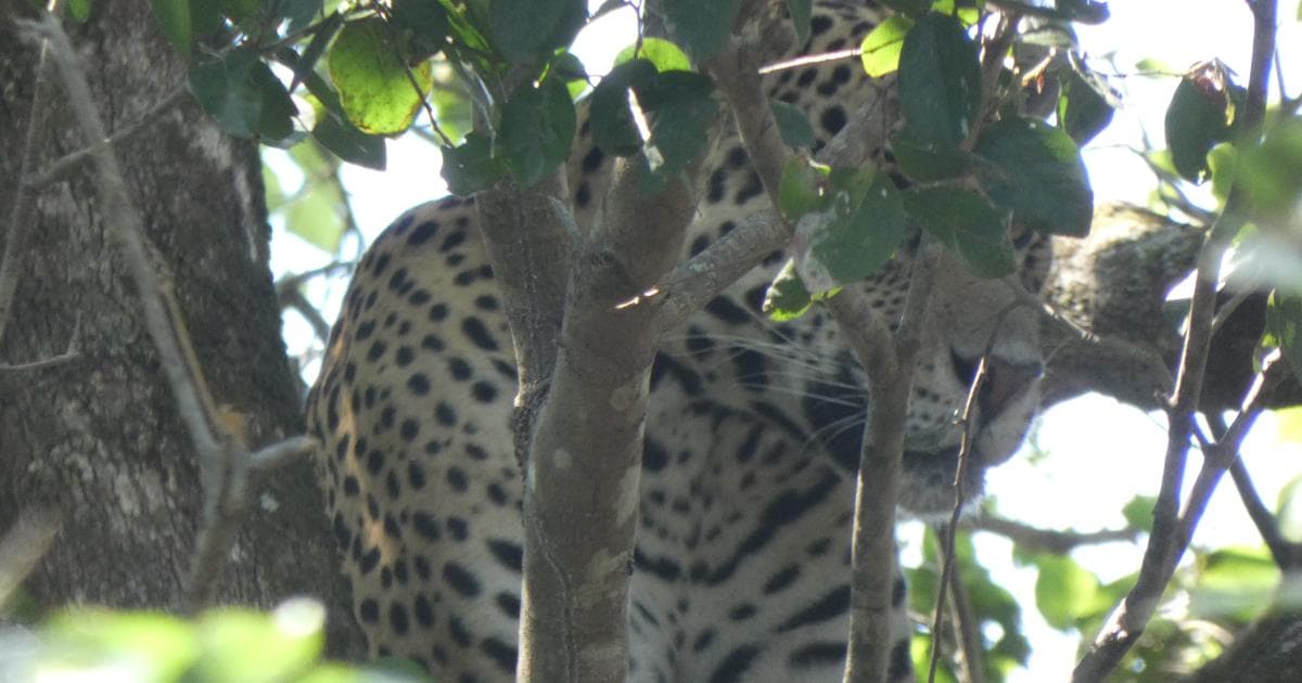 Entre las ramas veíamos a nuestra jaguar descansando