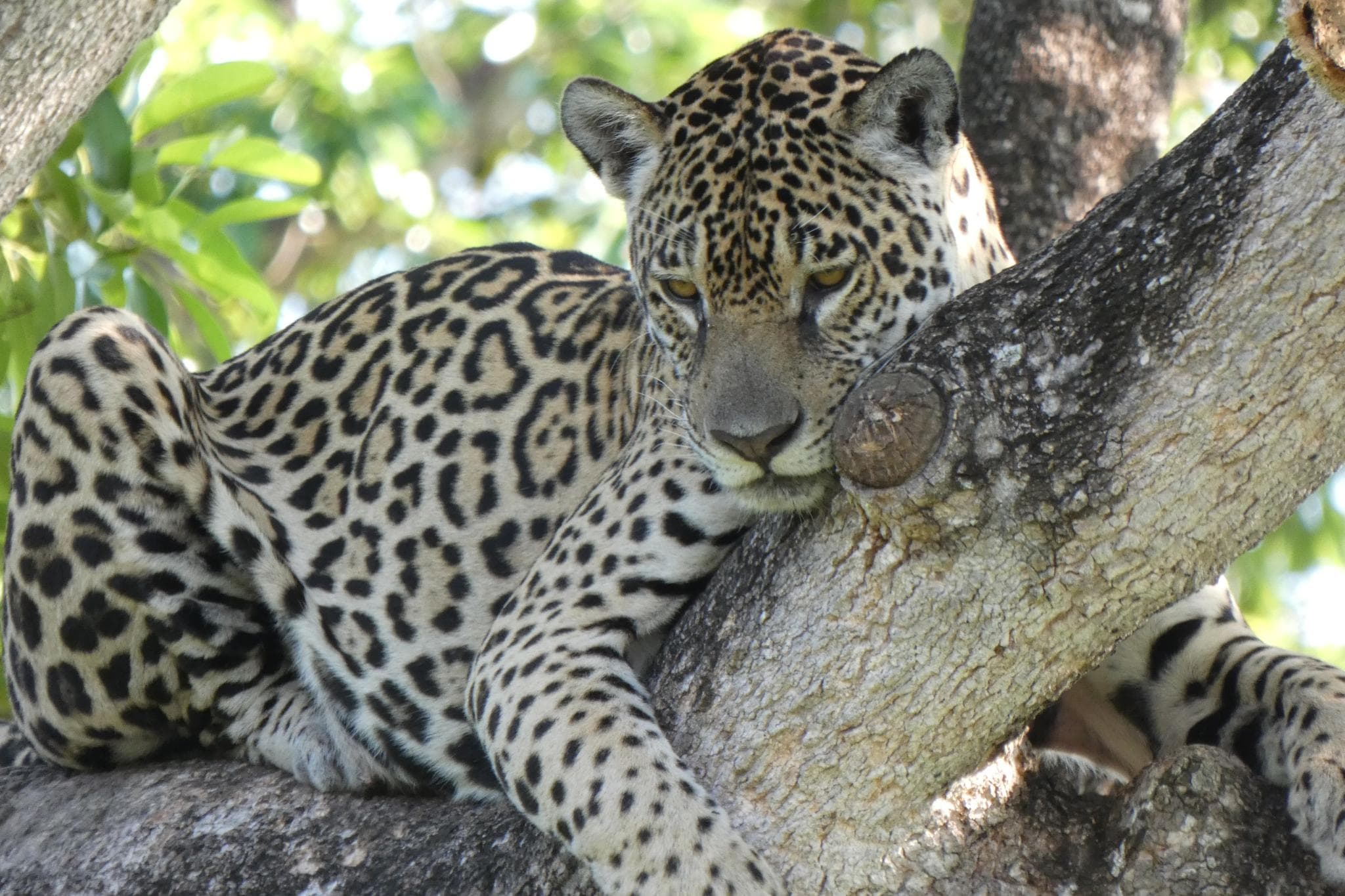 Jaguares en Porto Jofre