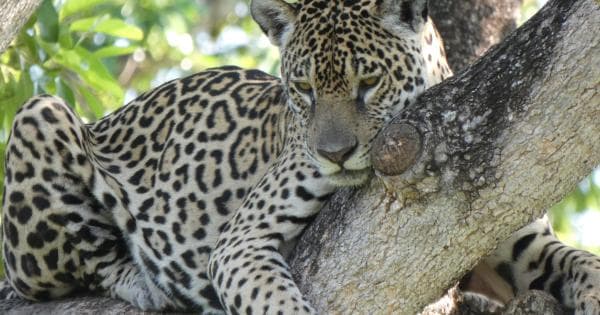 Jaguares en Porto Jofre