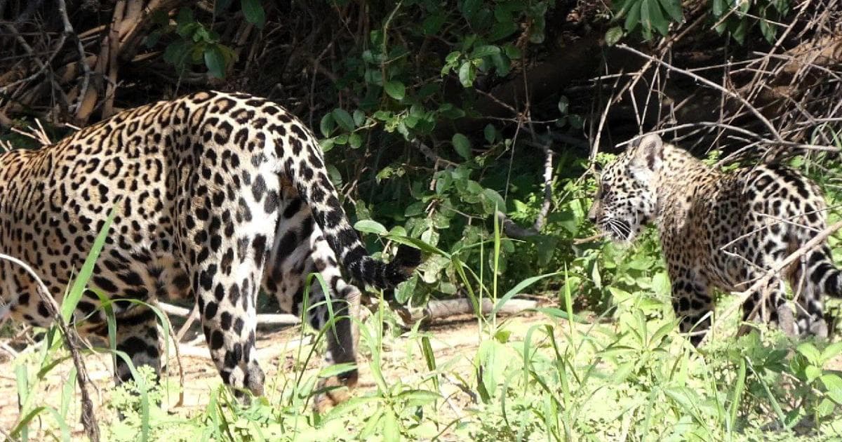 Jaguar con cría, que se adentraban en el bosque justo cuando llegamos
