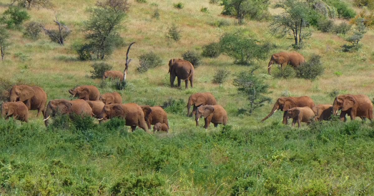 Manada de más de 50 elefantes en la Reserva de Samburu
