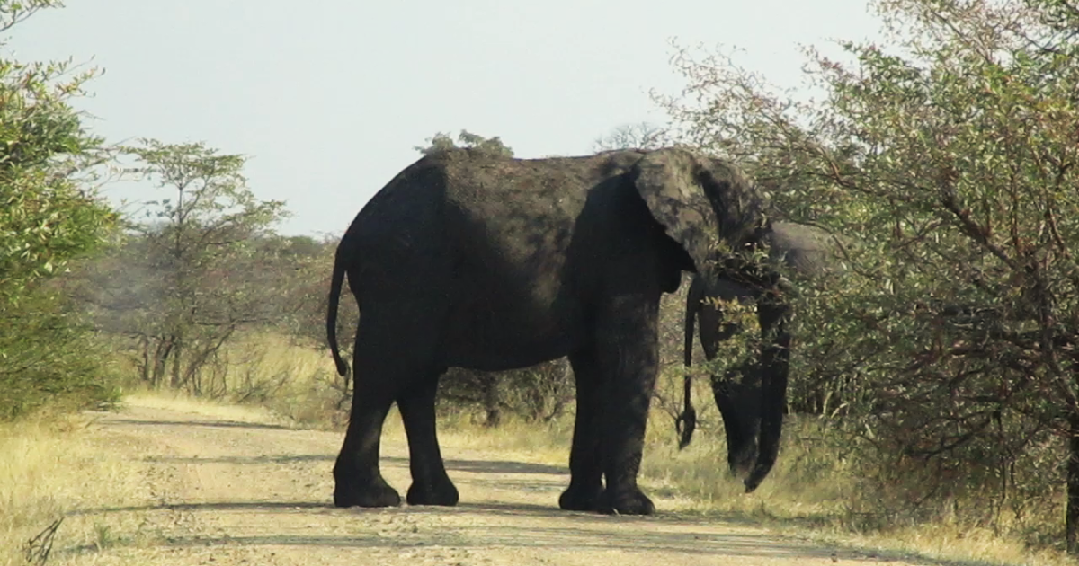 Este elefante se nos cruzó por la pista principal