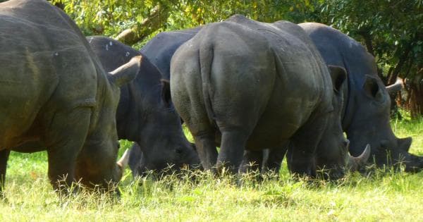 Día 16: Rinocerontes en Ziwa Rhino Sanctuary y vuelta a Entebbe